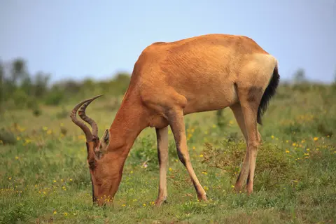 Südafrika_AddoElephantNP_180.jpg