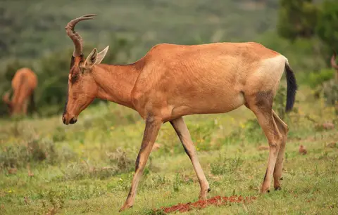 Südafrika_AddoElephantNP_183.jpg