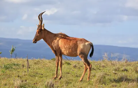 Südafrika_AddoElephantNP_208.jpg
