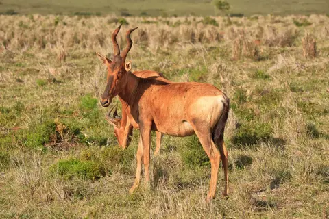 Südafrika_AddoElephantNP_210.jpg
