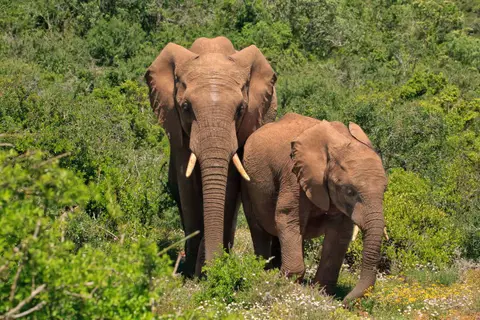 Südafrika_AddoElephantNP_234.jpg