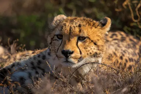 Südafrika_GraaffReinet_MtCamdeboo_115.jpg