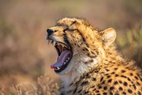 Südafrika_GraaffReinet_MtCamdeboo_120.jpg