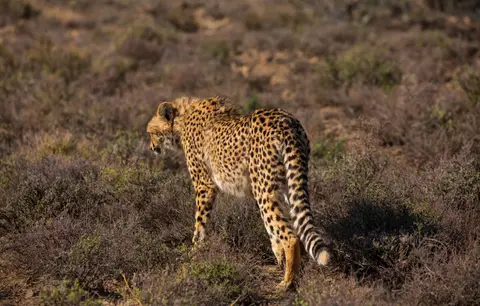 Südafrika_GraaffReinet_MtCamdeboo_124.jpg