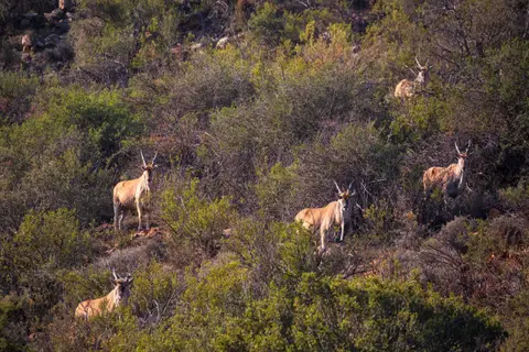 Südafrika_GraaffReinet_MtCamdeboo_136.jpg
