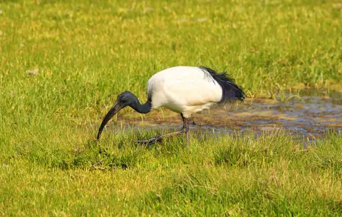 Südafrika_Knysna_086.jpg