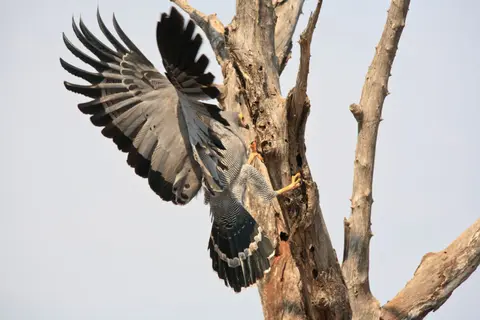 Südafrika_KrugerNP_Vogel_Höhlenweihe_002.jpg