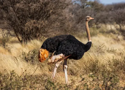 Südafrika_MokalaNP_025.jpg