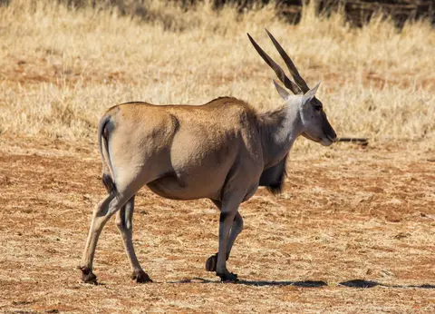 Südafrika_MokalaNP_029.jpg