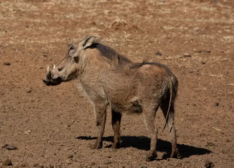 Südafrika_MokalaNP_044.jpg