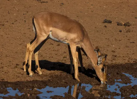 Südafrika_MokalaNP_075.jpg