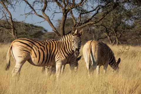 Südafrika_MokalaNP_088.jpg