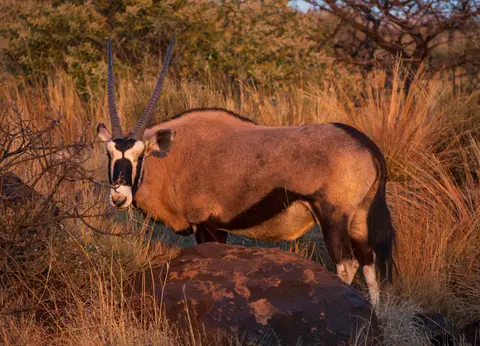 Südafrika_MokalaNP_106.jpg