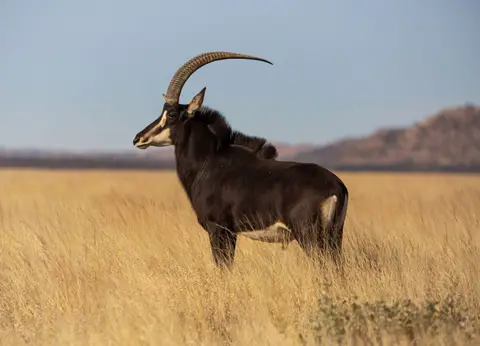 Südafrika_MokalaNP_119.jpg