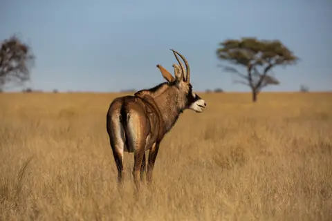 Südafrika_MokalaNP_129.jpg