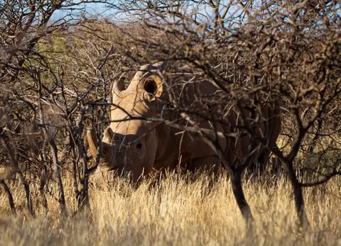 Südafrika_MokalaNP_185.jpg