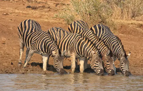 Südafrika_PilanesbergNP_034.jpg
