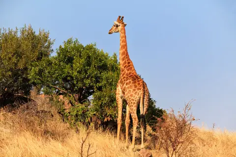 Südafrika_PilanesbergNP_051.jpg