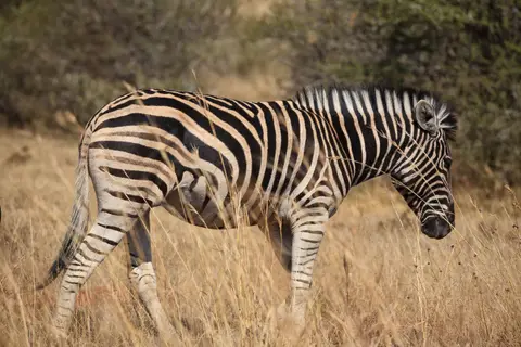Südafrika_PilanesbergNP_094.jpg