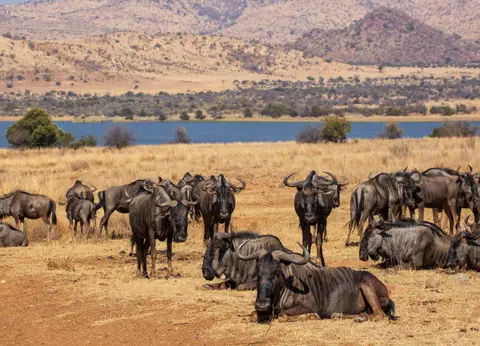 Südafrika_PilanesbergNP_112.jpg
