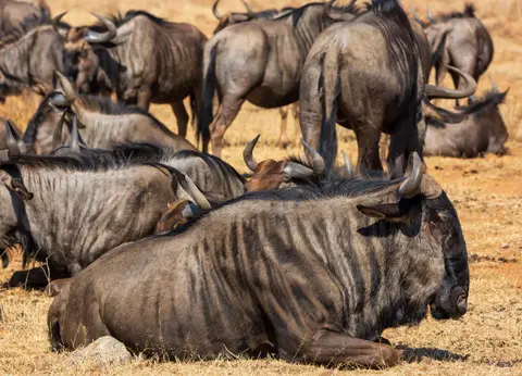 Südafrika_PilanesbergNP_114.jpg