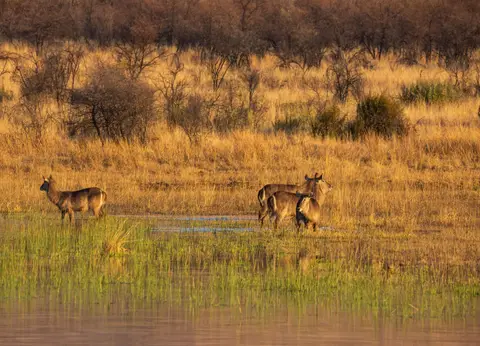 Südafrika_PilanesbergNP_131.jpg