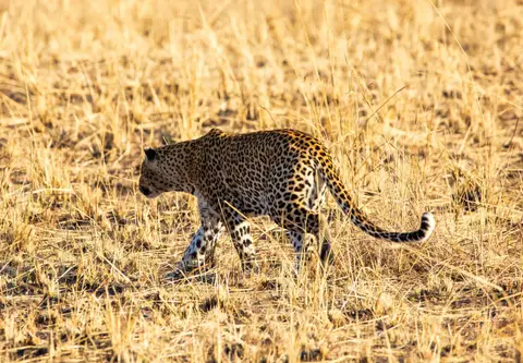 Südafrika_PilanesbergNP_154.jpg