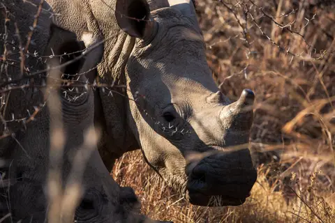 Südafrika_PilanesbergNP_167.jpg