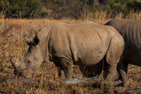 Südafrika_PilanesbergNP_171.jpg