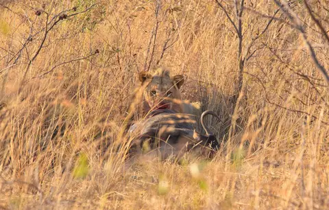 Südafrika_Waterberg_EntabeniLodge_016.jpg