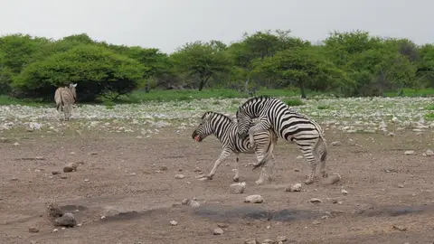 Nam21-Etosha-11.jpg