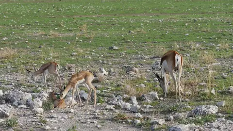 Nam21-Etosha-14.jpg