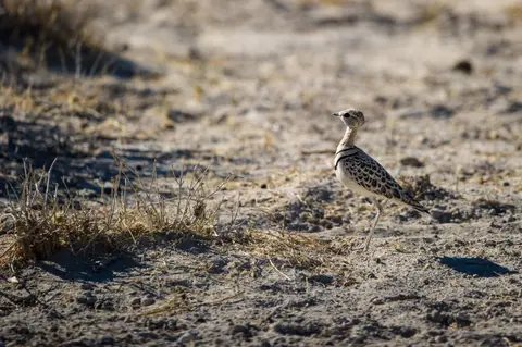 Namibia_Etosha_1213.jpg