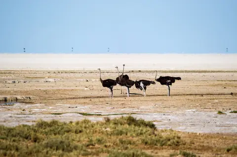Namibia_Etosha_1225.jpg