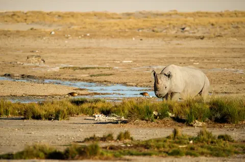 Namibia_Etosha_1328.jpg