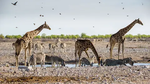 Namibia_Etosha_1653.jpg