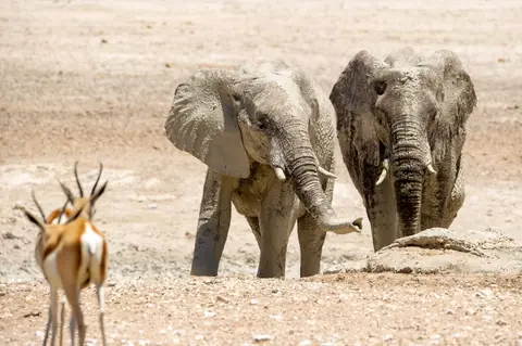 Namibia_Etosha_1892.jpg