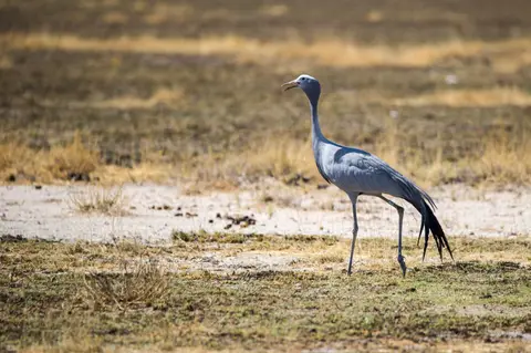 Namibia_Etosha_2174.jpg