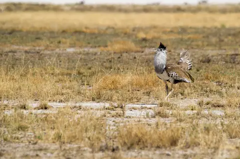 Namibia_Etosha_2196.jpg