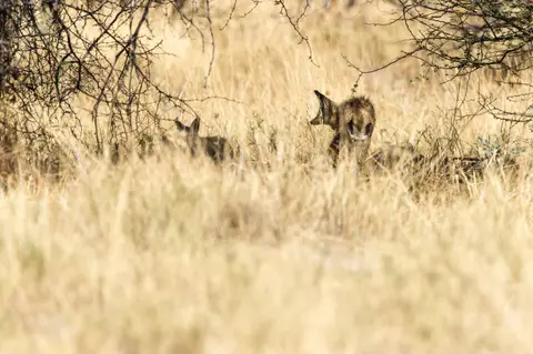 Namibia_Etosha_2999.jpg