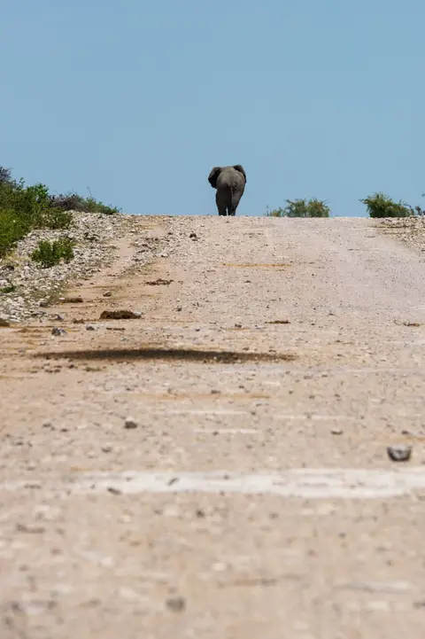Namibia_Etosha_3257.jpg