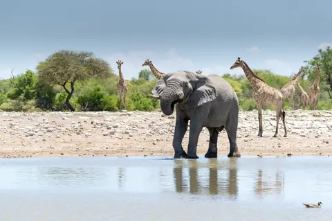 Namibia_Etosha_3283.jpg