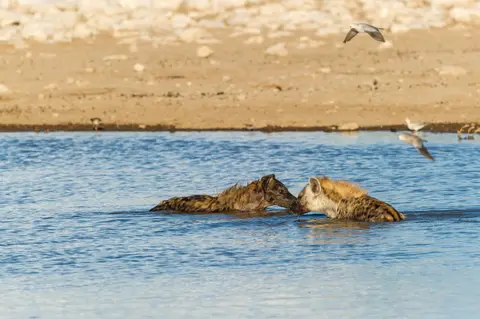 Namibia_Etosha_3526.jpg