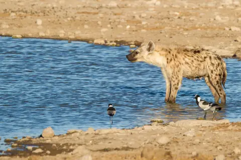 Namibia_Etosha_3558.jpg