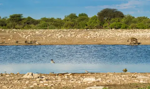 Namibia_Etosha_3564.jpg