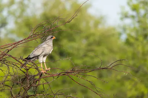 Namibia_Etosha_3582.jpg