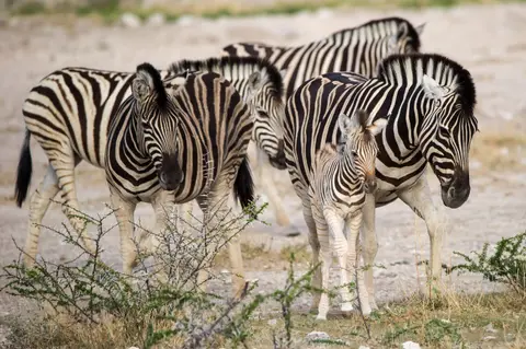 Namibia_Etosha_3642.jpg