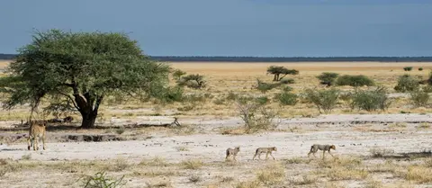 Namibia_Etosha_3765.jpg
