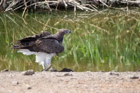 Namibia_Etosha_3917.jpg