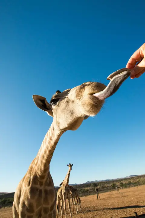Namibia_Etosha_4033.jpg